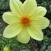 Dahlia - pale yellow by kiwiflora