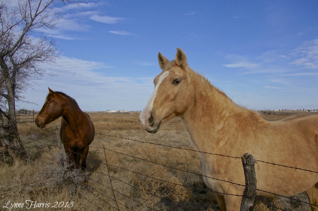Two Horses by lynne5477