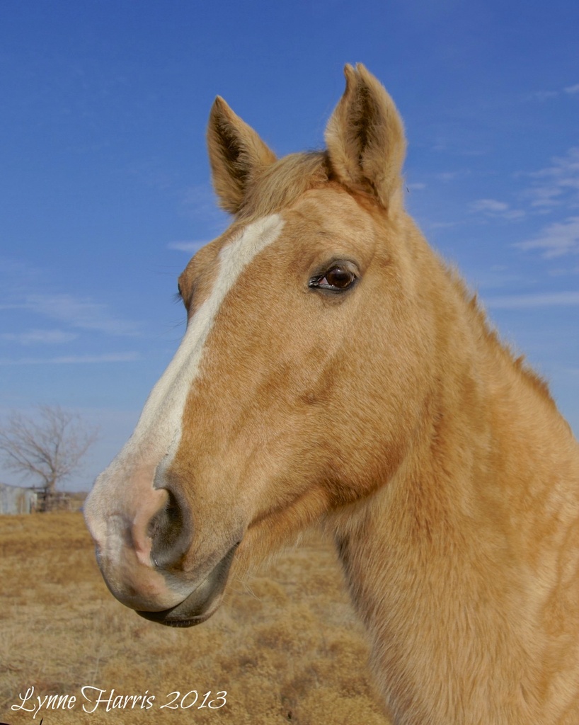 Friendly Horse by lynne5477