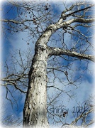 3rd Jan 2013 - deciduous trees in winter