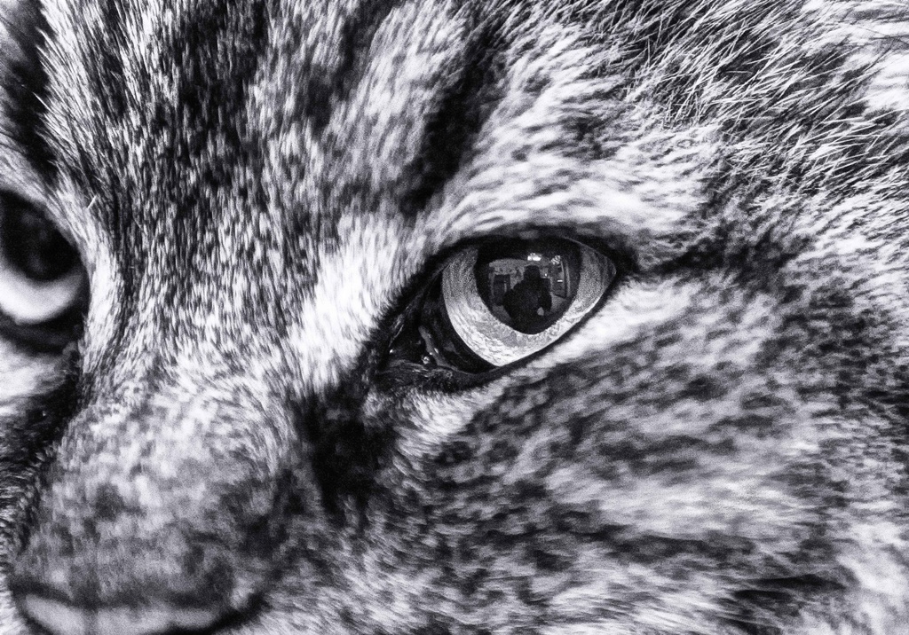 Cat Eye Reflection by exposure4u