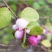 Berries by carolmw