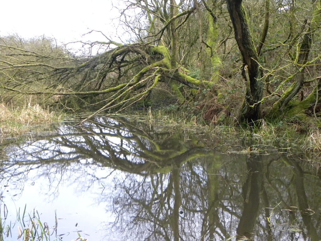 Reflections, Daisy Nook Country Park by oldjosh