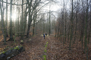 30th Dec 2012 - The forest