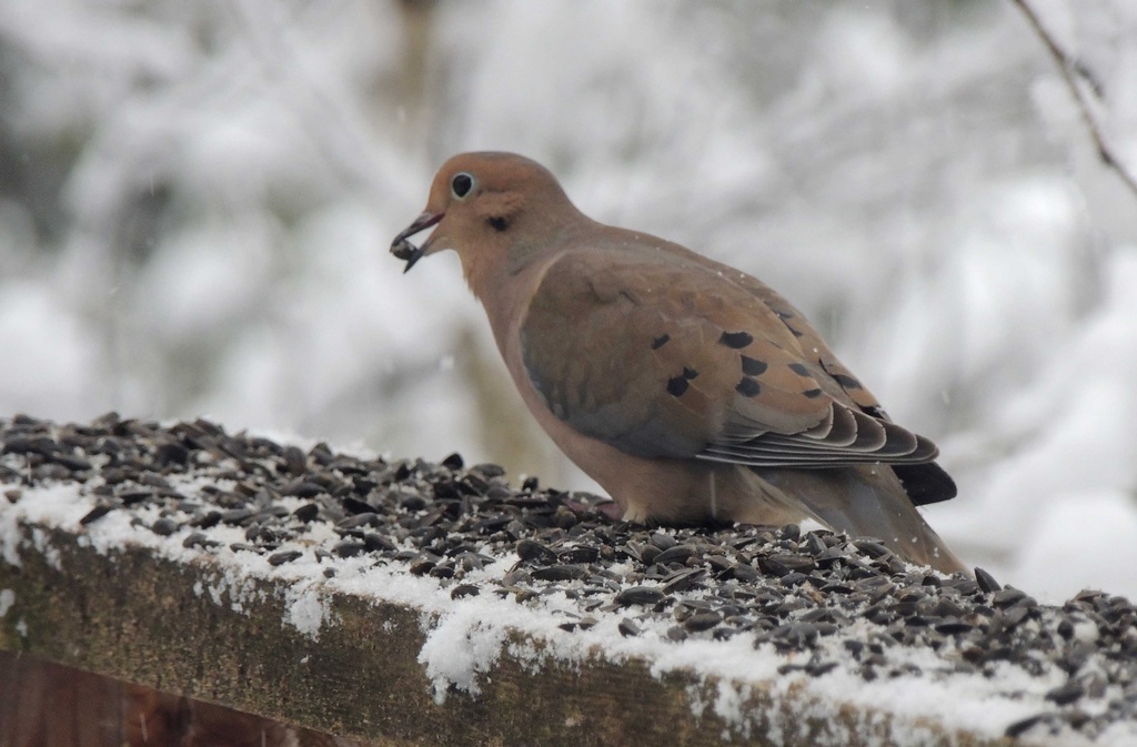 Mourning Dove Heaven by sunnygreenwood