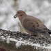 Mourning Dove Heaven by sunnygreenwood
