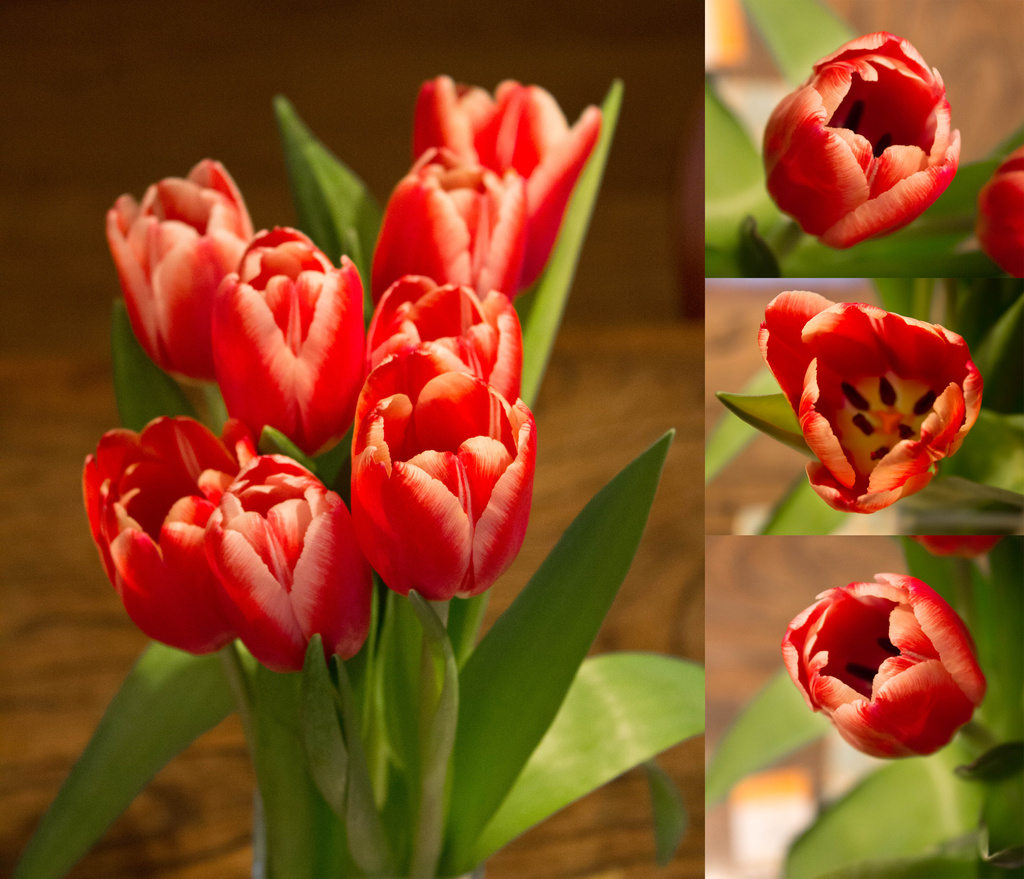 Tulips by manek43509