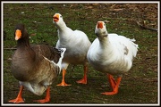 4th Jan 2013 - A Gaggle of Geese