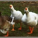 A Gaggle of Geese by rosiekind