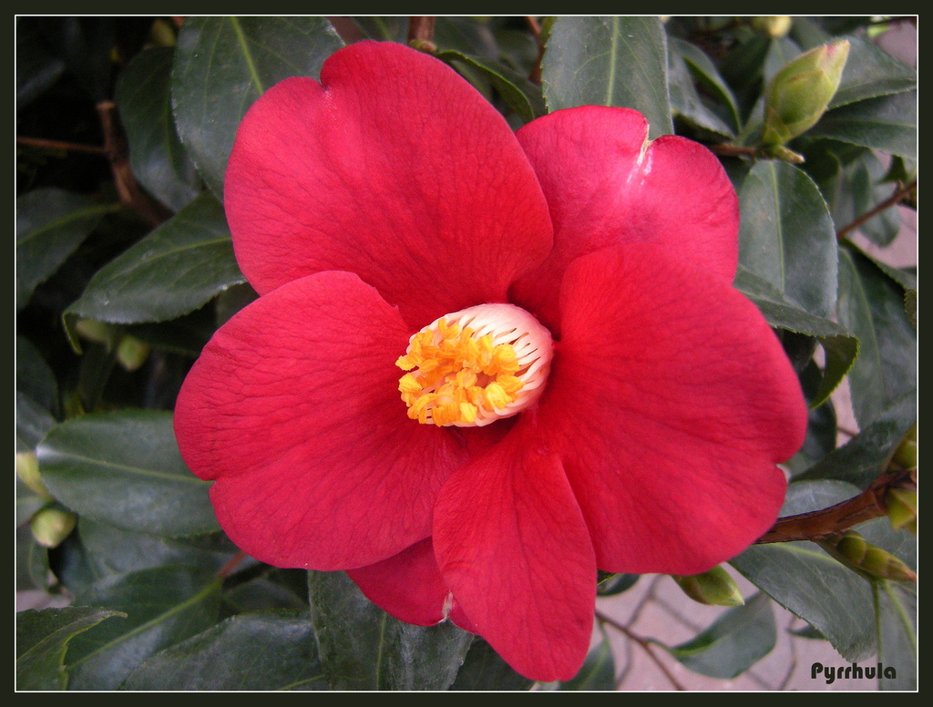  Camellia by pyrrhula