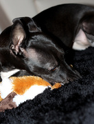 4th Jan 2013 - Whippet Toy ...this happened next