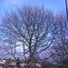Wintertime tree by bizziebeeme