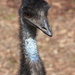 Emu by sugarmuser