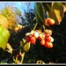 Berries by allie912