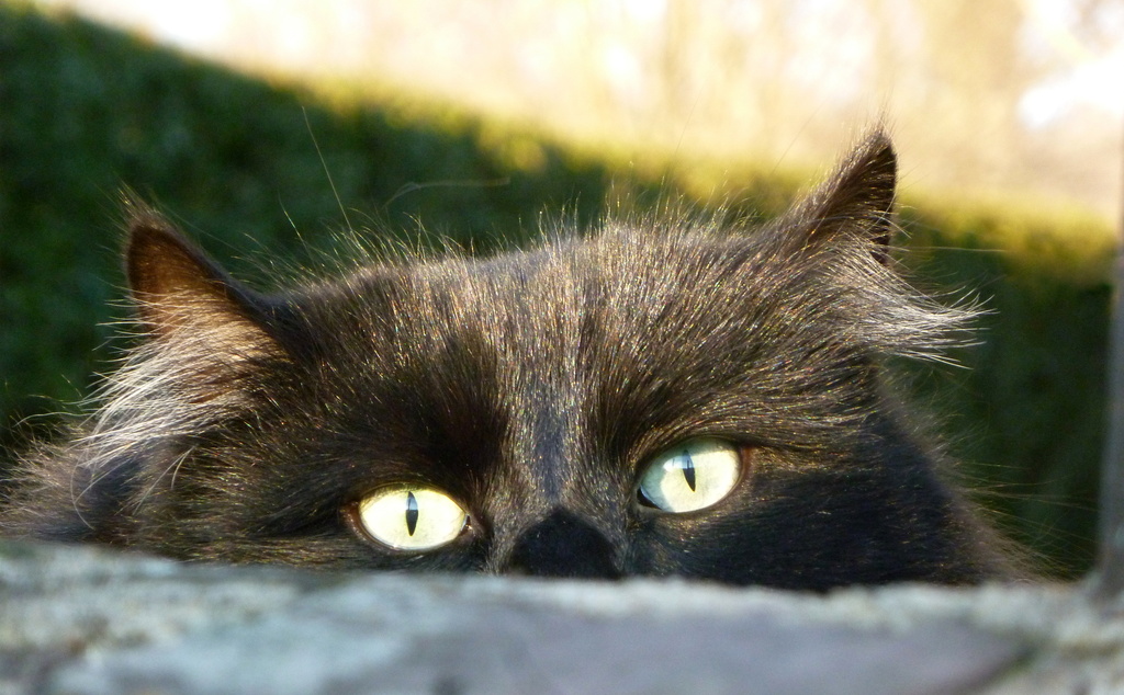 Cat Eyes by calm