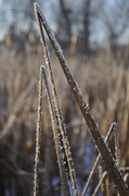 4th Jan 2013 - Geometry of Reeds