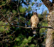 4th Jan 2013 - Red-tailed Hawk