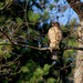 Red-tailed Hawk by tara11