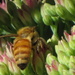 Honey bee on sedum by jankoos