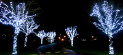 5th Jan 2013 - Winter Trees at the Belfry