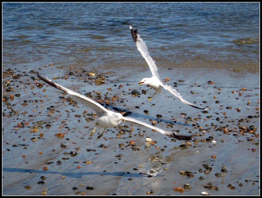 Seagulls in Swampscott by allie912