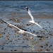 Seagulls in Swampscott by allie912