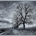Jan 5th 2013 - Trees1-1 by pamknowler