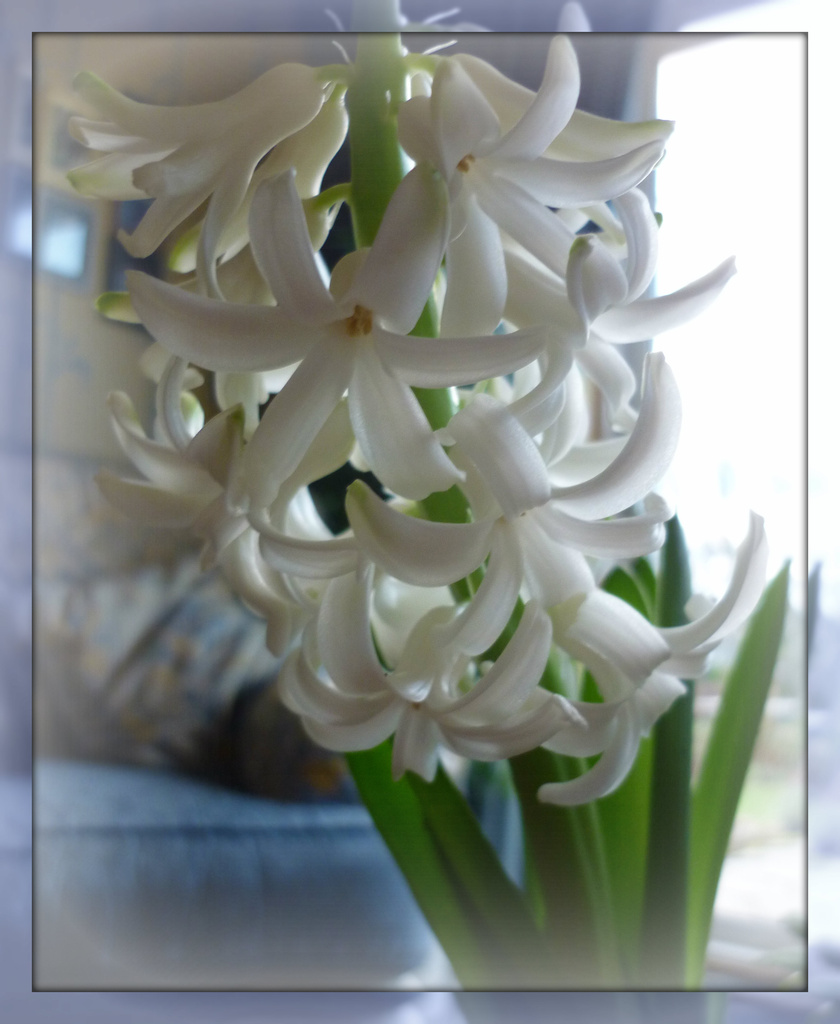 sweet hyacinths by sarah19