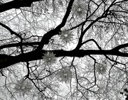 5th Jan 2013 - 'tree' hung with stars