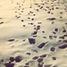 Footprints in the snow... by fauxtography365