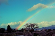 22nd Dec 2012 - Rainbow!