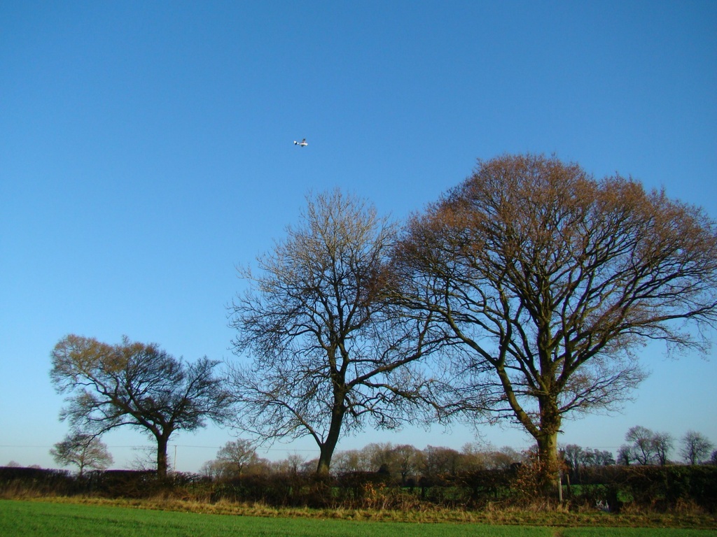 Jan 05: Three Trees by bulldog