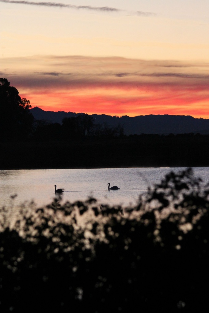 Swan Sunrise by melinareyes
