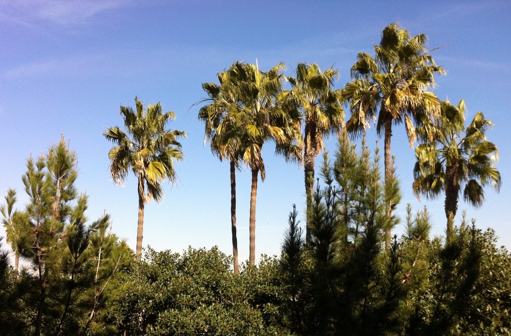 SoCal... Pines and Palms by marilyn