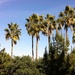 SoCal... Pines and Palms by marilyn