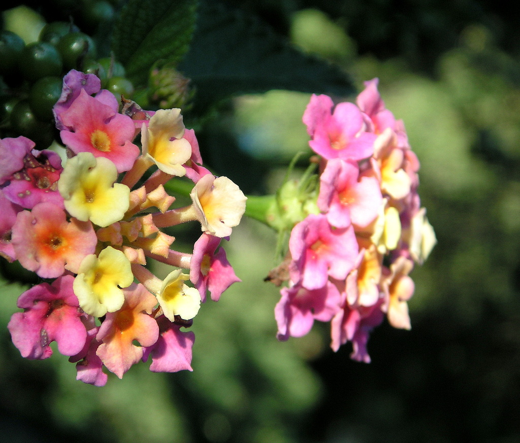 Lantana  by pasadenarose