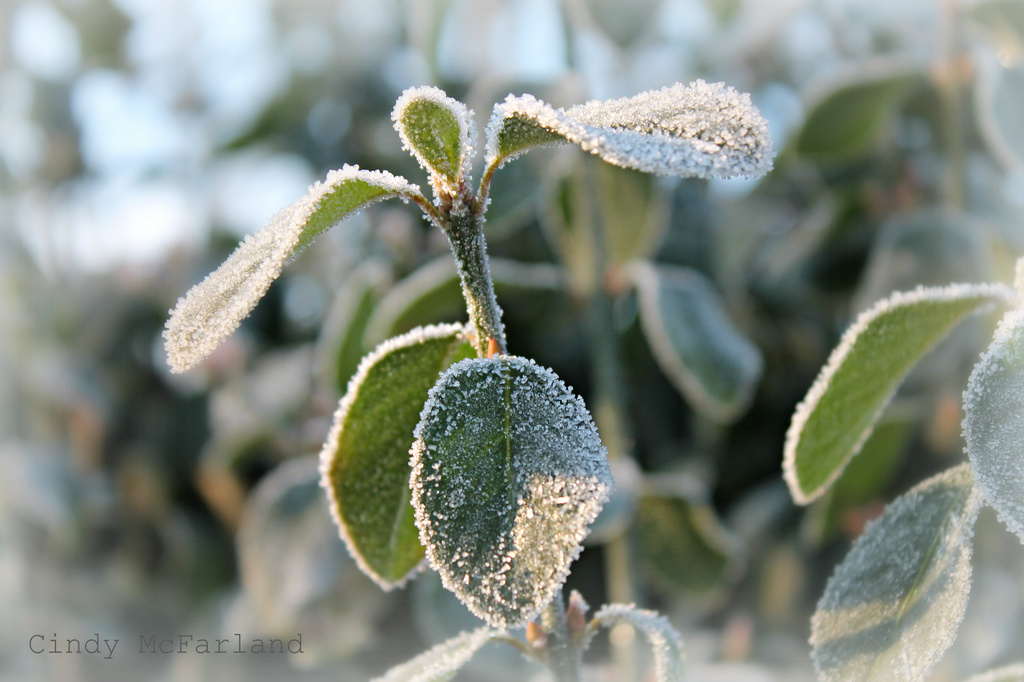 Frosted Foliage  by cindymc