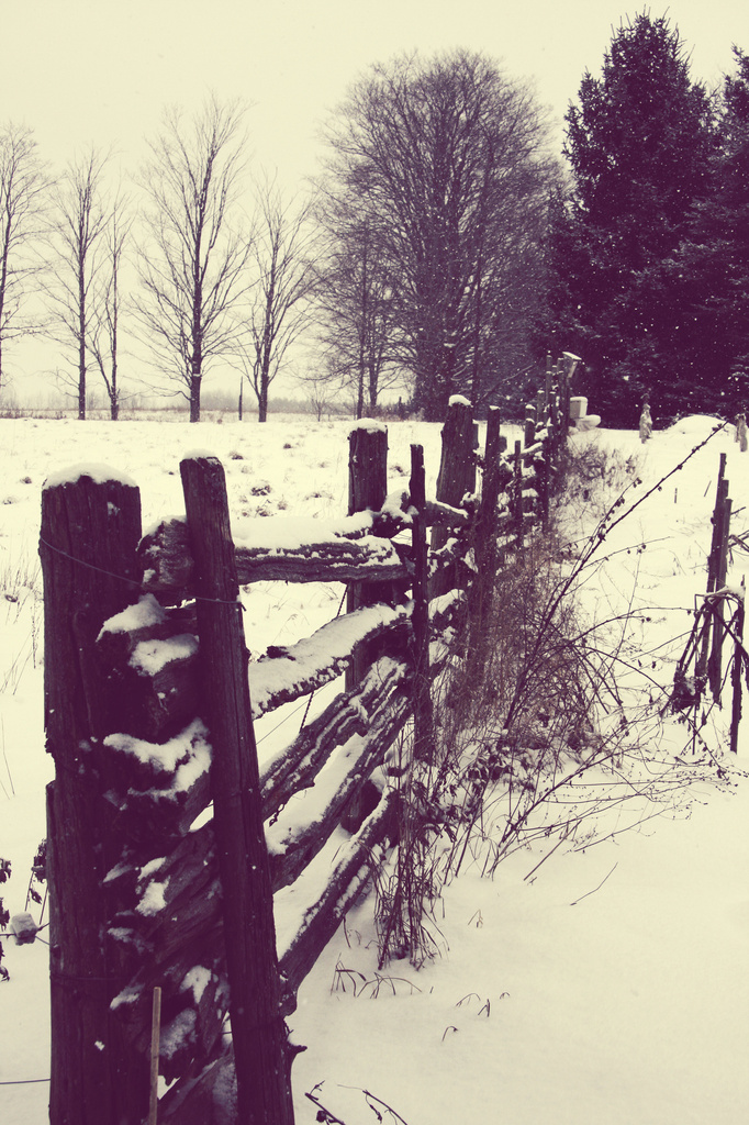 snow on a fence by edie