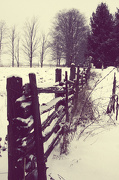 5th Jan 2013 - snow on a fence