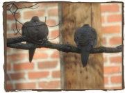 6th Jan 2013 - Two Old Birds