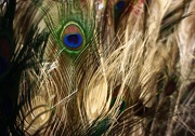 5th Jan 2013 - peacock  feather