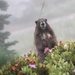 Marmot by jankoos