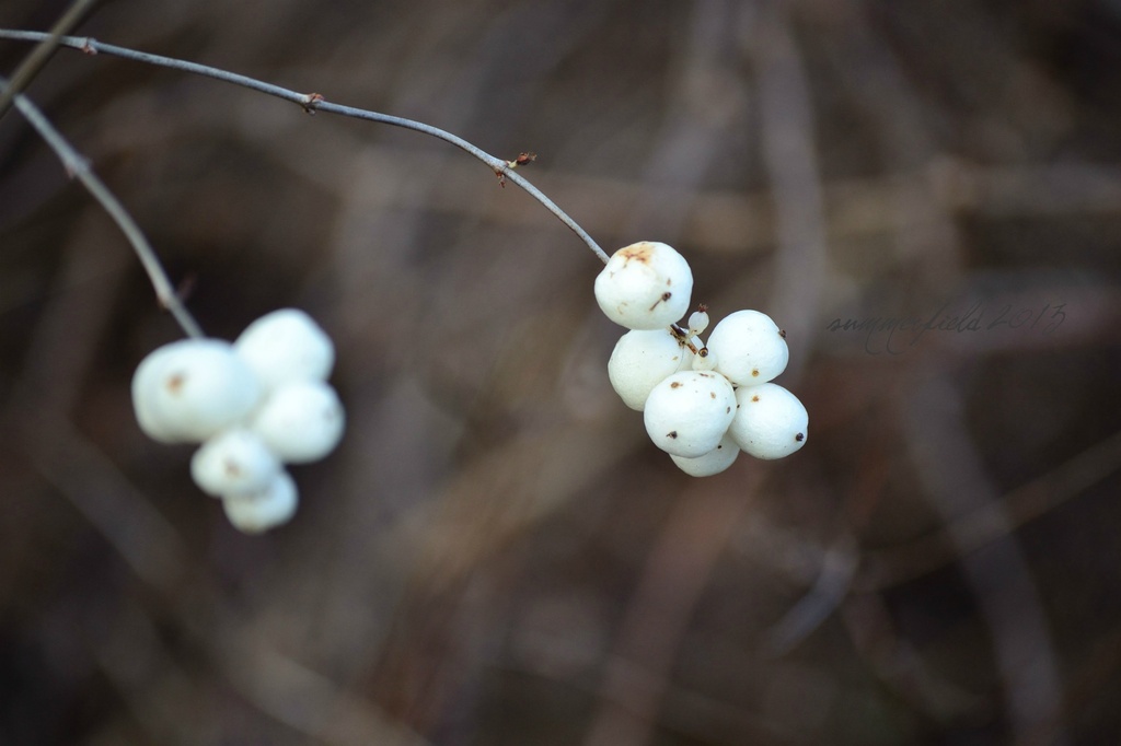 white berries by summerfield