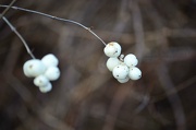 5th Jan 2013 - white berries