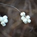 white berries by summerfield