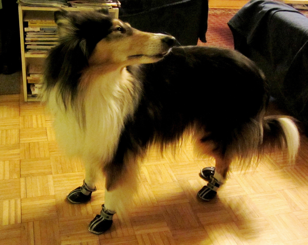 Doggy in boots by annelis