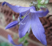 6th Jan 2013 - 'macro':  blue campanula flower
