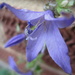 'macro':  blue campanula flower by quietpurplehaze