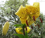 7th Jan 2013 - Lilium flaviflorum - Yellow Tigerlily