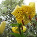 Lilium flaviflorum - Yellow Tigerlily by kiwiflora